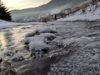 Close-up of frozen plants on land