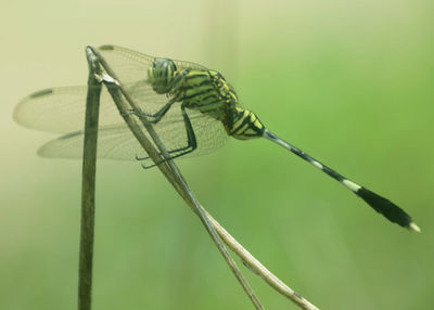 Close-up of dragonfly on leaf