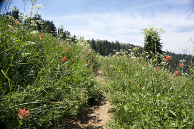 Scenic view of grassy field against sky