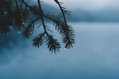 Morning dew on a pine tree