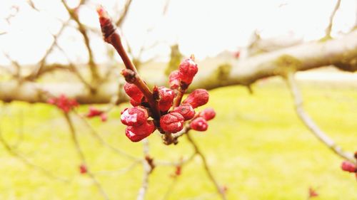 Close-up of red flower growing on tree