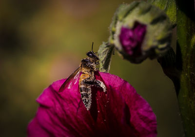 Close-up of bee on pink flower