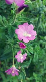 Close-up of pink flower