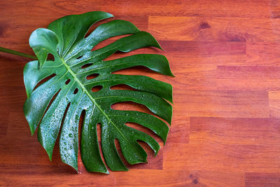 High angle view of leaf on table