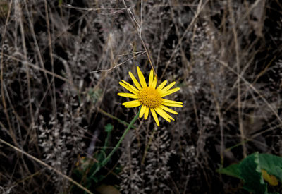 Close-up of yellow flowering plant on field