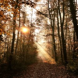 Sun shining through trees in forest