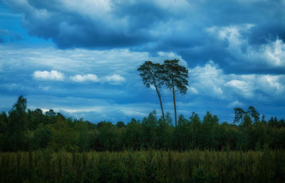 Trees on field against sky