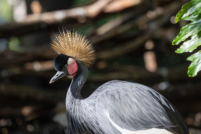 Close up view of an eastern crowned crane