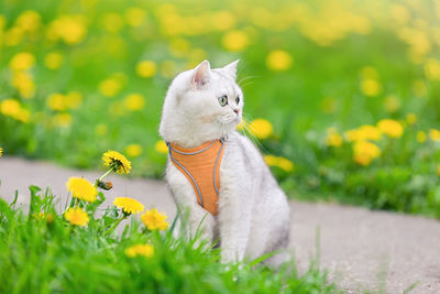 A cute white british cat sits on the grass with yellow dandelions, in spring