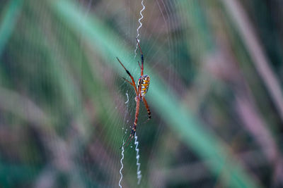 Close-up of spider on web