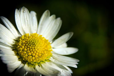Close-up of white daisy flower