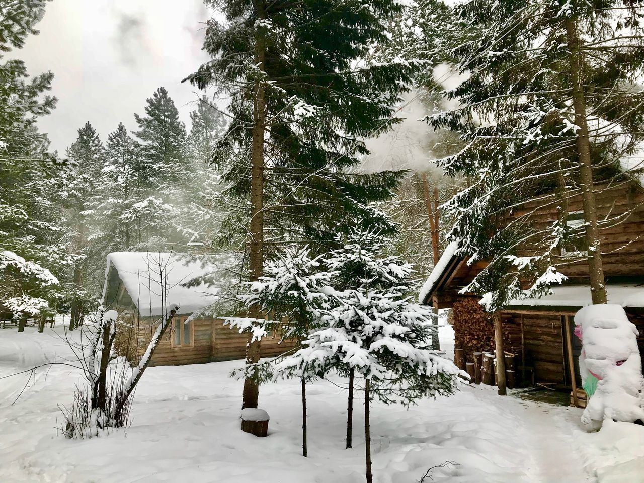 SNOW COVERED PLANTS AND TREES BY BUILDING