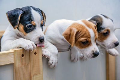 Close-up of puppies in crate at home 