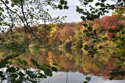 Scenic view of lake in forest during autumn