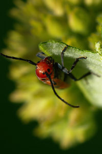 Close-up of ladybug on leaf