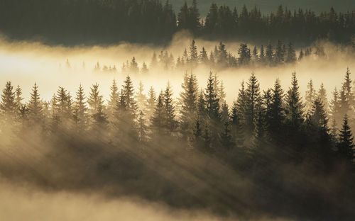 Scenic view of forest against sky during foggy weather