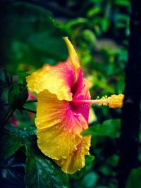 Close-up of yellow flower