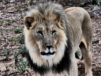 Portrait of sheep on a field