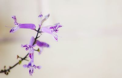 Close-up of purple flowers