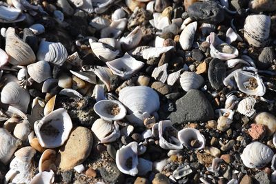 High angle view of shells on beach