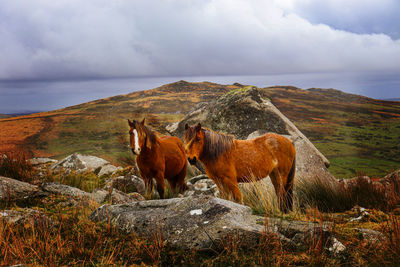 View of a horse on field