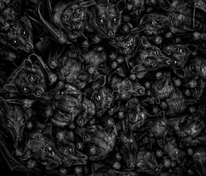 Full frame shot of fresh green leaf