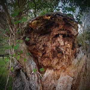 Close-up of tree trunk in forest