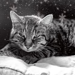 Close-up portrait of a cat