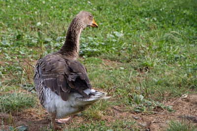 Close-up of bird on field