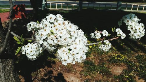 Close-up of white flowering plants in park