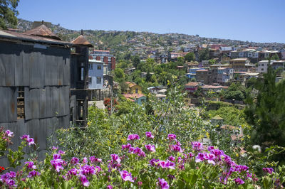 View of flowering plants and buildings against sky