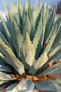 Close-up of agave plant