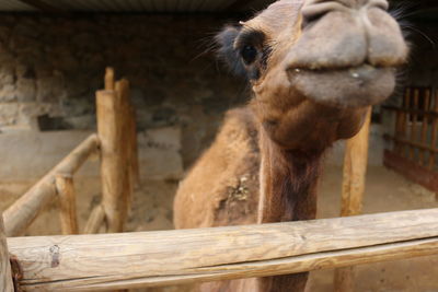 Low angle view of camel by railing