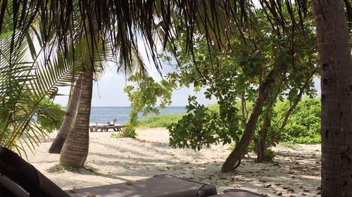 Palm trees on beach