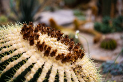 Close-up of plant