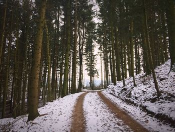 Road amidst trees in forest during winter