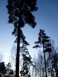 Low angle view of trees against sky