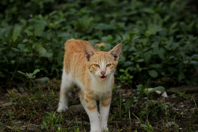 Portrait of cat standing on field