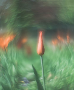 Close-up of plant growing on land