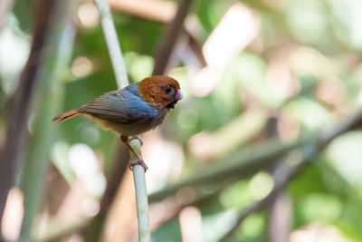 Close-up of bird perching on plant