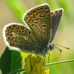 Close-up of butterfly pollinating on flower