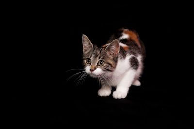 Portrait of a cat over black background