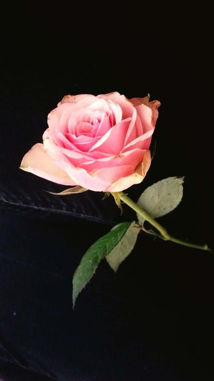 flower, rose - flower, petal, flower head, fragility, freshness, beauty in nature, rose, close-up, studio shot, pink color, single rose, nature, leaf, growth, blooming, black background, stem, plant, in bloom, no people, softness, blossom, focus on foreground, botany, outdoors, selective focus