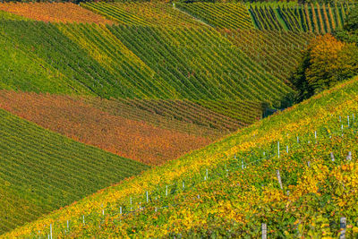 Scenic view of vineyard