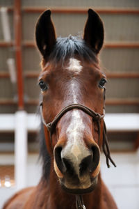 Close-up portrait of horse