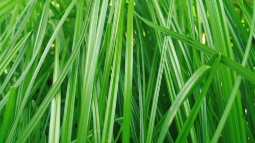 Full frame shot of plants growing on field