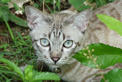 Close-up portrait of a cat