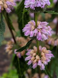 Close-up of purple flowering plant