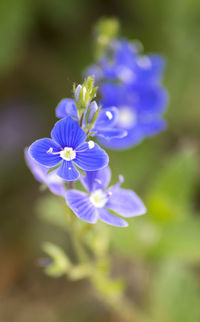Close-up of purple flowering plant