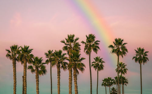 Tropical palm trees on beach overlooking the ocean, rainbow in sky.